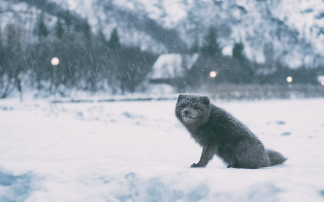 3840x2400 pix. Wallpaper winter, arctic fox, snow, animals