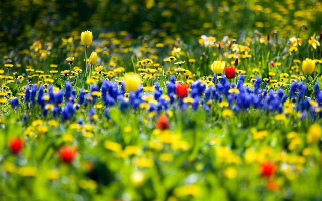 1920x1200 pix. Wallpaper spring, flowers, beautiful, nature, tulips