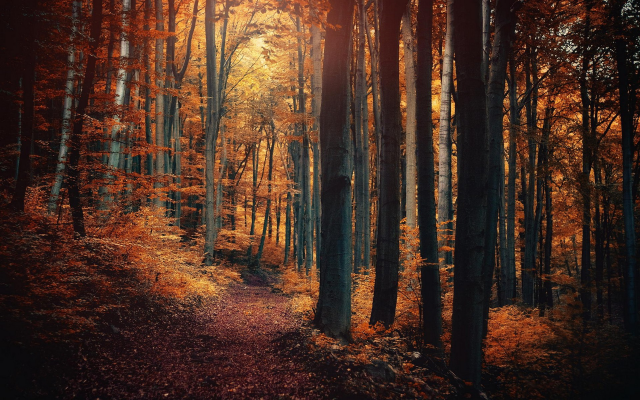 1920x1200 pix. Wallpaper nature, forest, path, fall, landscape, leaves, trees, shrubs, sunlight, fairy tale
