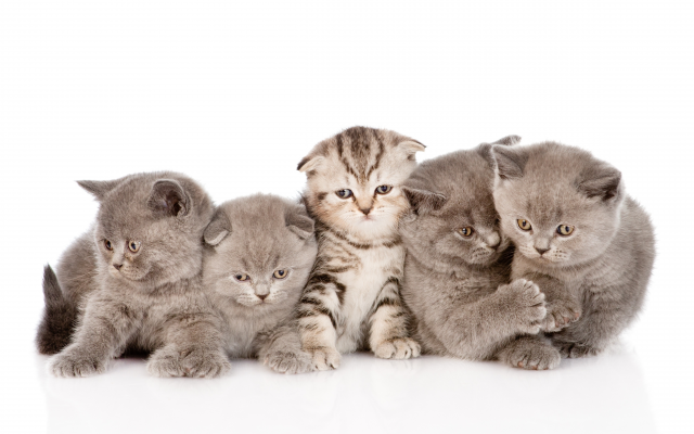 4696x3073 pix. Wallpaper cat, kitten, animals, five kittens