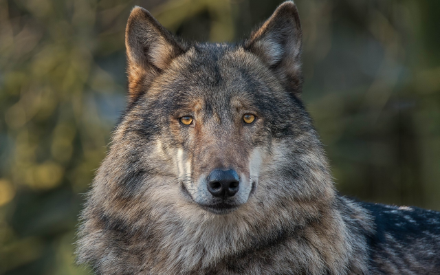 1920x1200 pix. Wallpaper gray wolf, animals, wolf