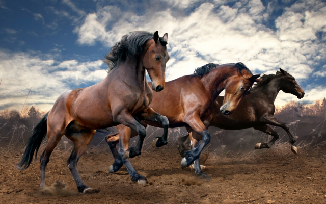 1920x1080 pix. Wallpaper horse, beauty, animals, clouds