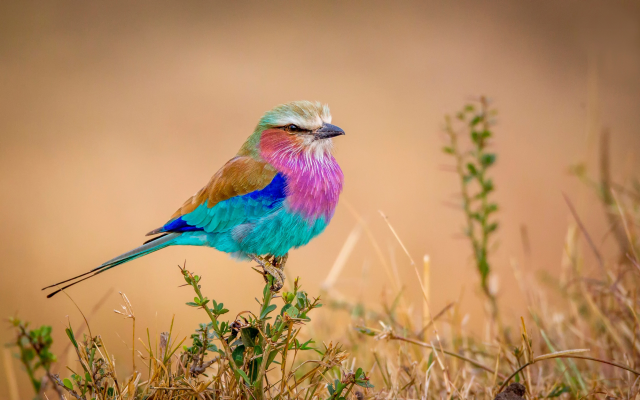 2500x1549 pix. Wallpaper colorful bird, birds, flying rainbow, animals