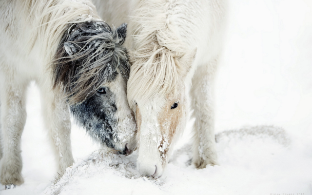 1920x1200 pix. Wallpaper nature, snow, pony, horse, animals, winter