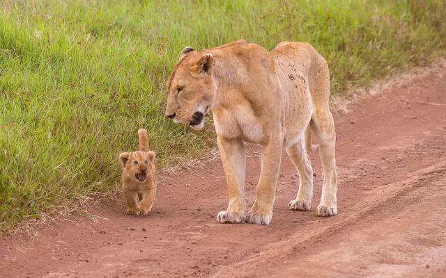 2048x1365 pix. Wallpaper lion cub, lioness, wild cats, animals