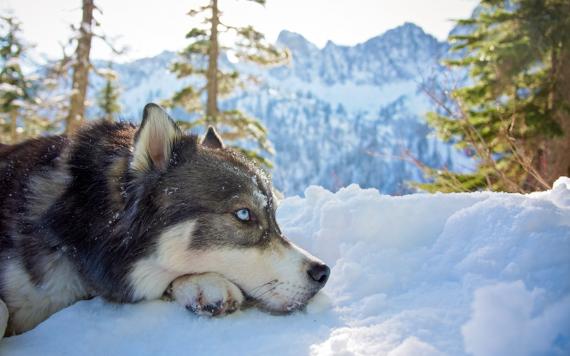 2048x1427 pix. Wallpaper husky, dog, winter, mountains, snow, animals, nature