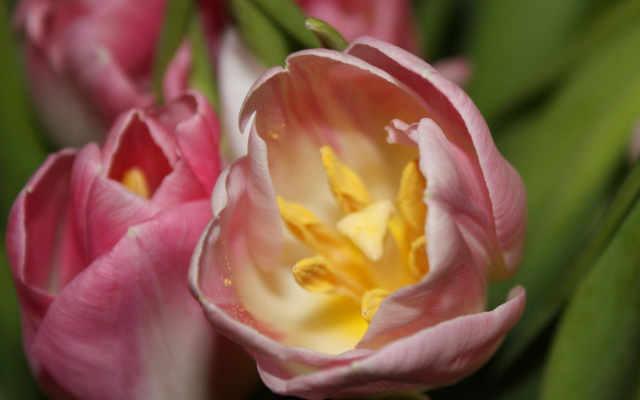 2560x1600 pix. Wallpaper tulips, macro, flowers, spring, petals, nature