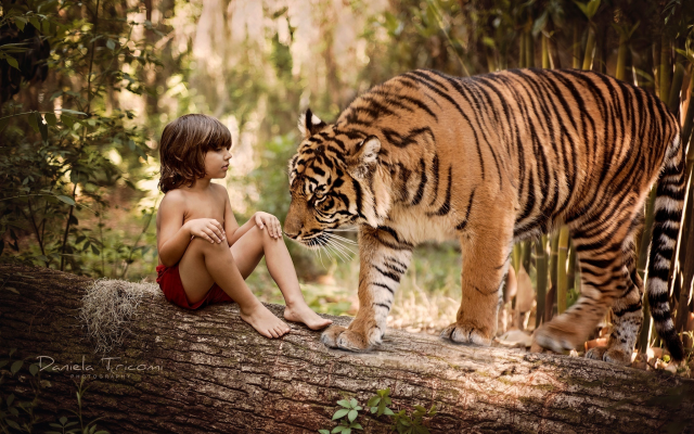 2048x1319 pix. Wallpaper forest, log, child, boy, mowgli, animals, tiger