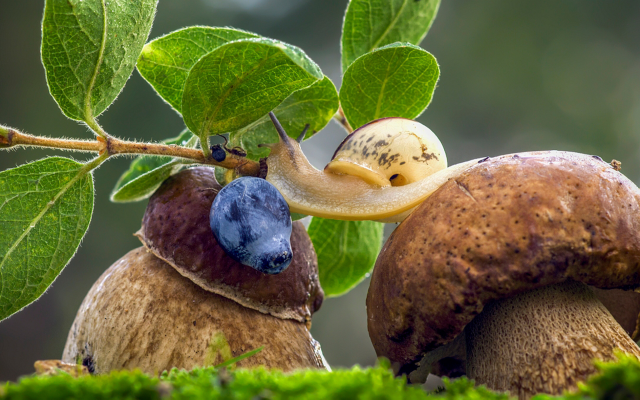 1980x1219 pix. Wallpaper mushroom, nature, boletus, snail, leaves, berry, blueberry, macro