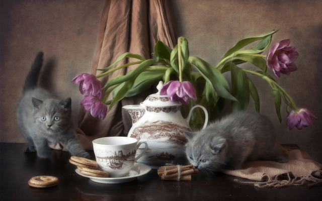 2500x1610 pix. Wallpaper flowers, tulips, animals, kittens, cup, cookies, cinnamon, cat