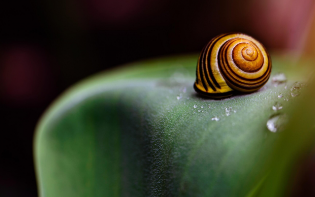 1920x1080 pix. Wallpaper snail, seashell, macro