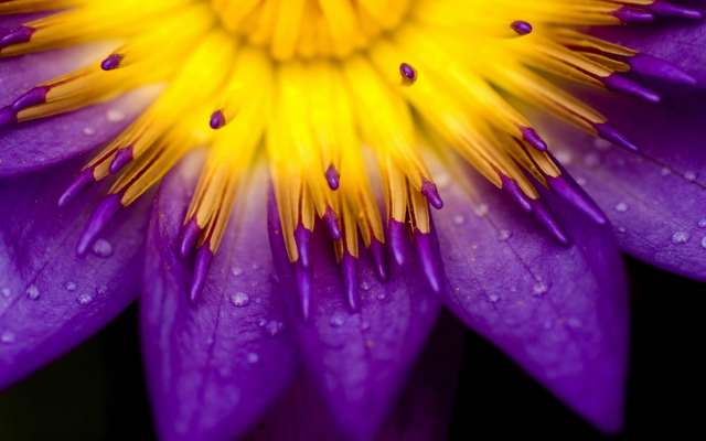 1920x1080 pix. Wallpaper purple, water drops, lilies, flowers