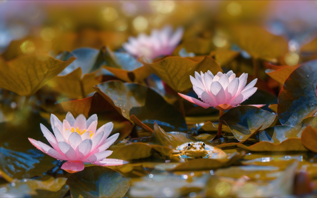 2048x1252 pix. Wallpaper pond, leaves, water lilies, flowers, frog, nature, bokeh