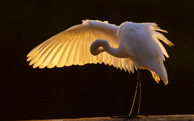 2000x1333 pix. Wallpaper great egret, bird, animals, wings, great white heron, heron