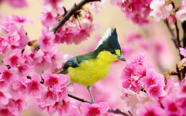 2048x1365 pix. Wallpaper taiwanese tit, bird, branch, cherry, spring, flowering, animals
