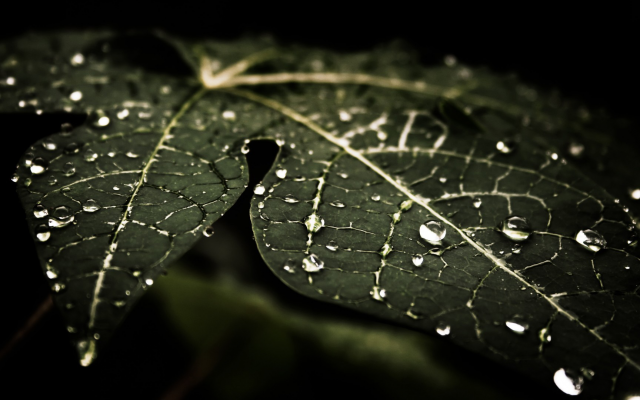1920x1080 pix. Wallpaper water drops, leaves, nature