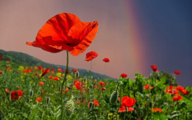 2048x1398 pix. Wallpaper summer, field, flowers, poppies, sky, rainbow, nature