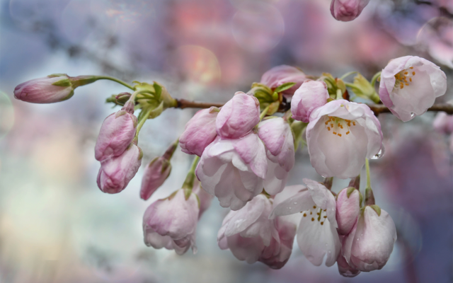 6016x3905 pix. Wallpaper spring, branch, flowers, drops, sakura
