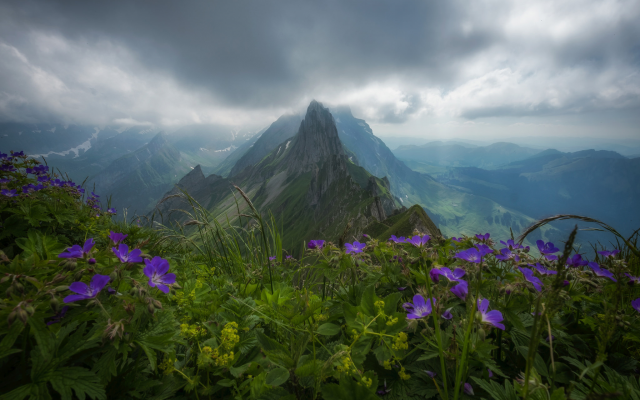 2048x1365 pix. Wallpaper switzerland, alps, mountains, forest, overcast, clouds, nature