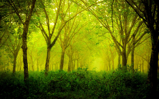 1920x1200 pix. Wallpaper forest, green, nature, landscape, trees