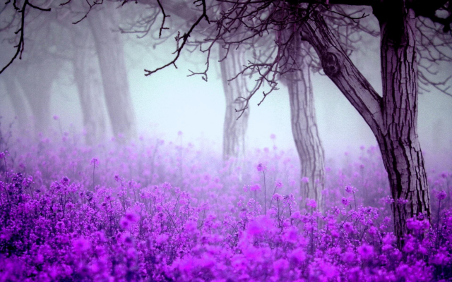1920x1200 pix. Wallpaper flowers, trees, mist, nature