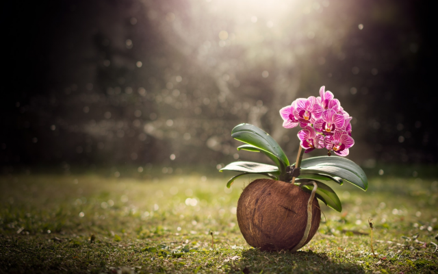 2048x1262 pix. Wallpaper coconut, flower, nature, grass, orchid