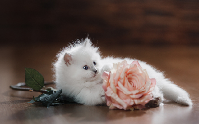 1980x1274 pix. Wallpaper kitten, animals, cat, rose, flowers