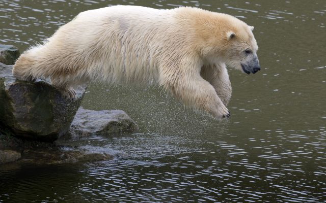 3600x2400 pix. Wallpaper polar bears, bear, animals, jump