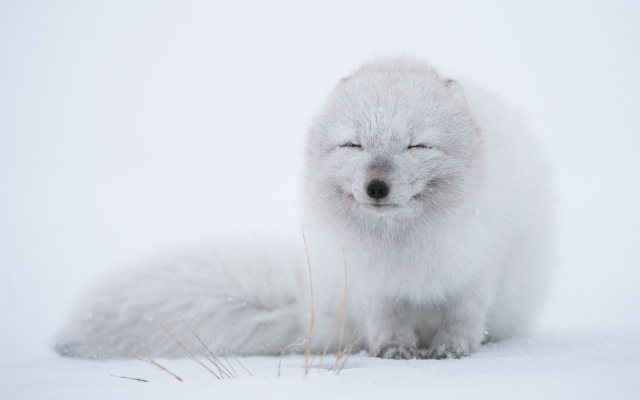 2500x1664 pix. Wallpaper arctic fox, winter, snow, cold, animals
