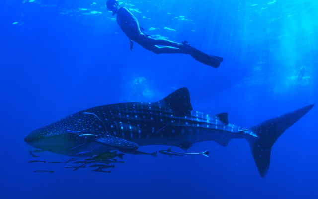 2826x2119 pix. Wallpaper underwater, animals, shark, diving, diver, sea, whale shark