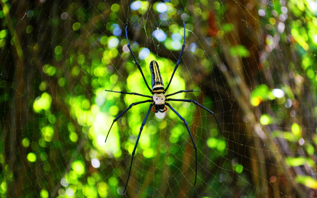 3872x2592 pix. Wallpaper spider, web, insect, animals, macro, summer