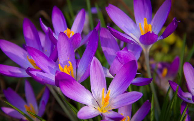 5184x3456 pix. Wallpaper violet, crocuses, flowers, nature, petals, blossom