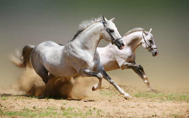 6984x4416 pix. Wallpaper running white horses, sand, animals, horse, canter