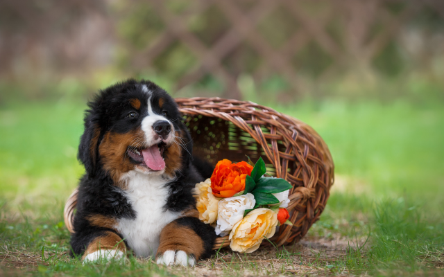 2560x1706 pix. Wallpaper bernese mountain dog, animals, dog, basket, flowers, puppy, shepherd