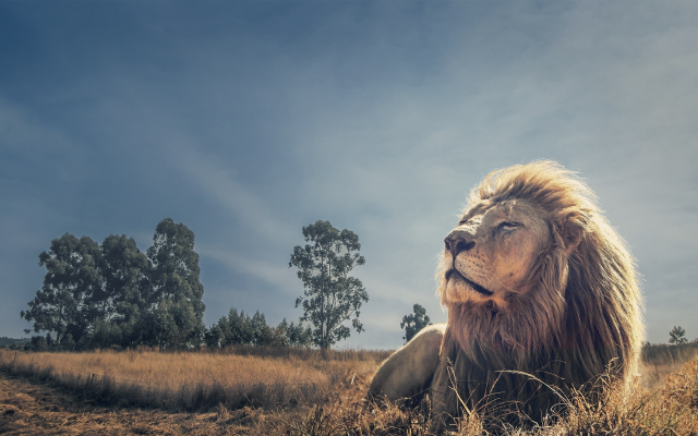 2790x1663 pix. Wallpaper lion, predator, animals