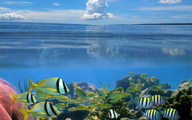 3600x2658 pix. Wallpaper underwater, fish, sea, coral reef, animals, costa rica