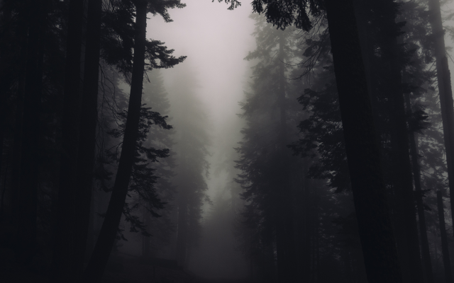4592x3064 pix. Wallpaper forest, tree, fog, overcast, dark, nature