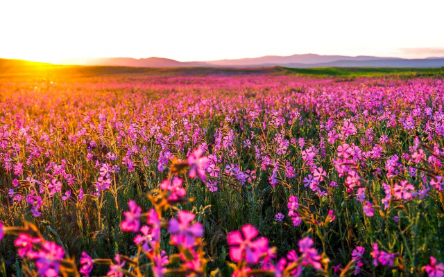 2048x1152 pix. Wallpaper wild flowers, nature, field, sunrise, pink flowers