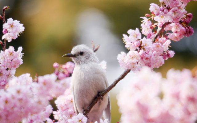 2048x1536 pix. Wallpaper bird, branch, flowering, spring, sakura, flowers, nature