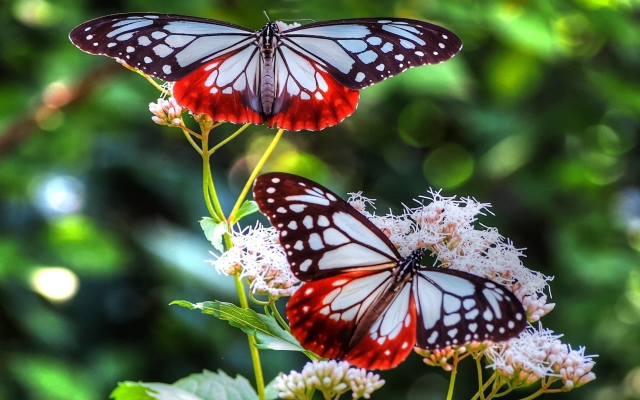 1920x1080 pix. Wallpaper butterfly, bright, flower, insect, animals