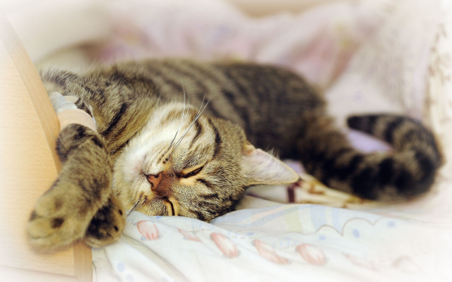 2560x1600 pix. Wallpaper cat, dream, sleep, animals, kitten