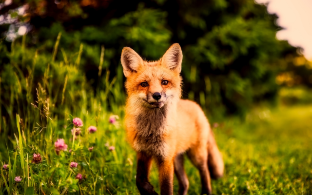 2000x1333 pix. Wallpaper nature, summer, animal, fox, grass, clover