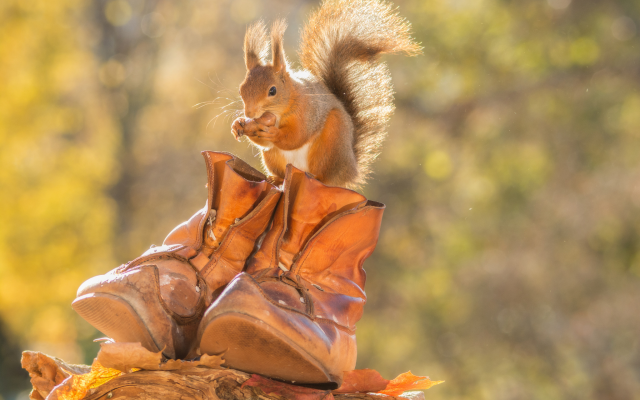 2048x1365 pix. Wallpaper animals, squirrel, boots, autumn, leaves, nature
