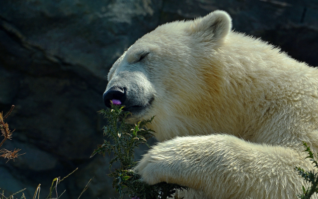 2048x1153 pix. Wallpaper polar bear, flower, animals, bear