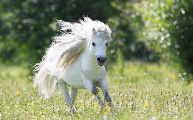2560x1440 pix. Wallpaper shetland pony, horse, grass, pony