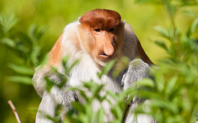 2560x1707 pix. Wallpaper proboscis monkey, animals, monkey