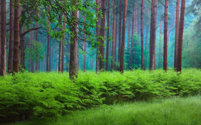2048x1366 pix. Wallpaper nature, forest, spring, fern, trees