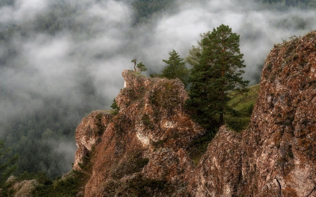 1920x1275 pix. Wallpaper on the edge, spruce, rocks, cliff, fog, clouds, nature