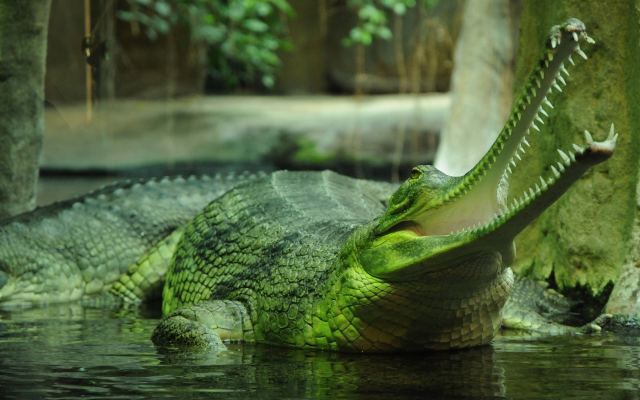 1920x1200 pix. Wallpaper fish-eating crocodile, gavial, gharial, crocodile, predator, animals, mouth