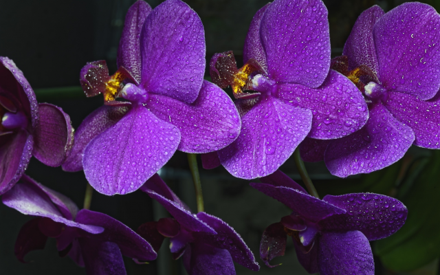 2048x1325 pix. Wallpaper orchid, flowers, drops, water drops, nature